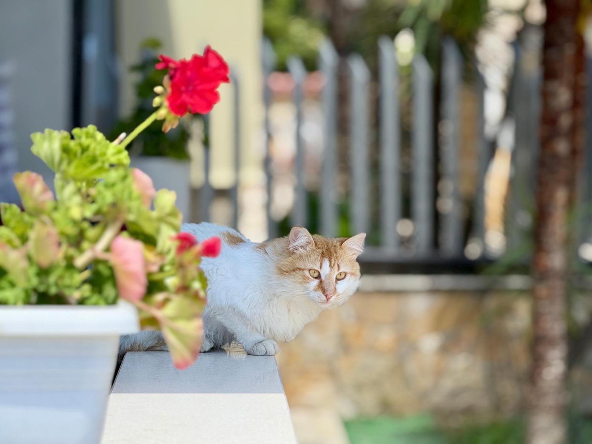 Villa Ida Apartments Vlorë Exterior foto
